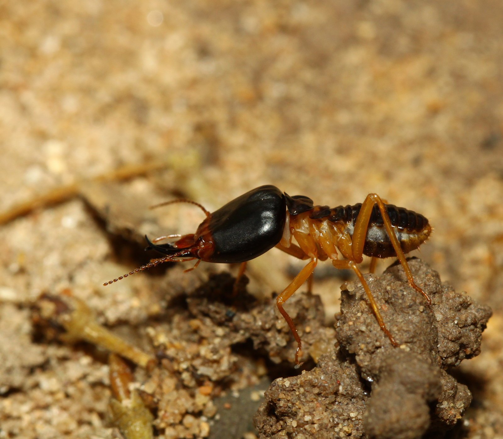 5 Reasons Termite Treatment Can Fail