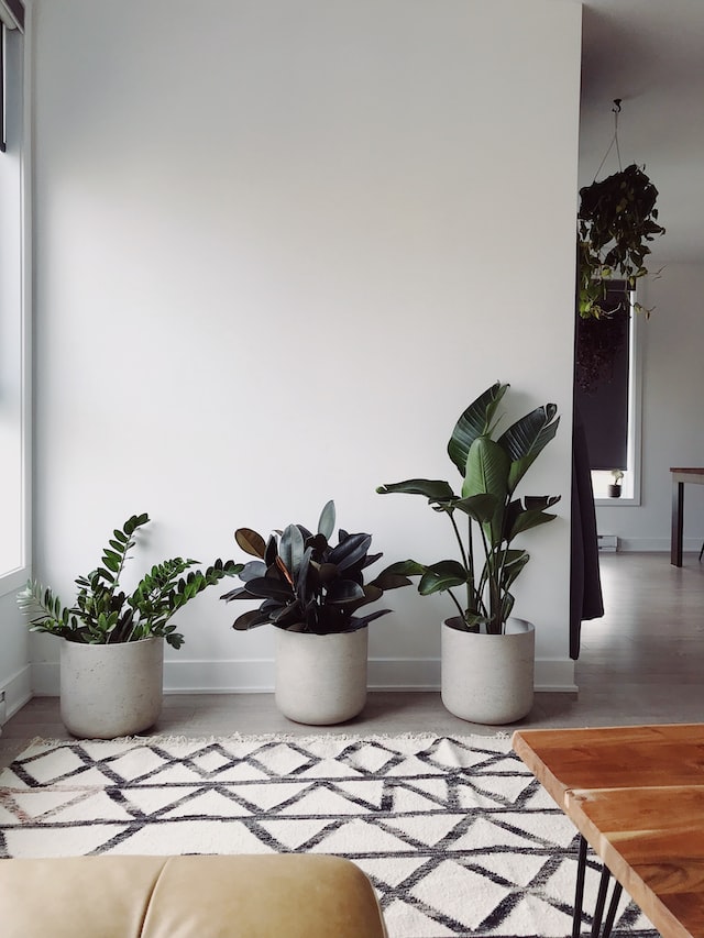 Benefits of Plants In Your Home