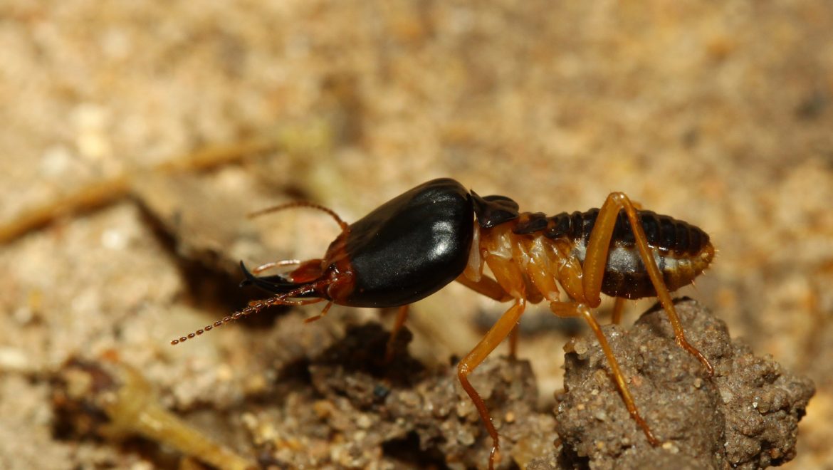 5 Reasons Termite Treatment Can Fail