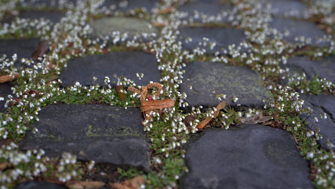 The Ultimate Guide To Laying Paving Slabs In Your Garden